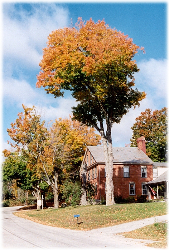 VT Tree, New England America.jpg